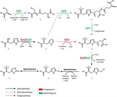 Engineering the Yeast Saccharomyces cerevisiae for the Production of L-(+)-Ergothioneine